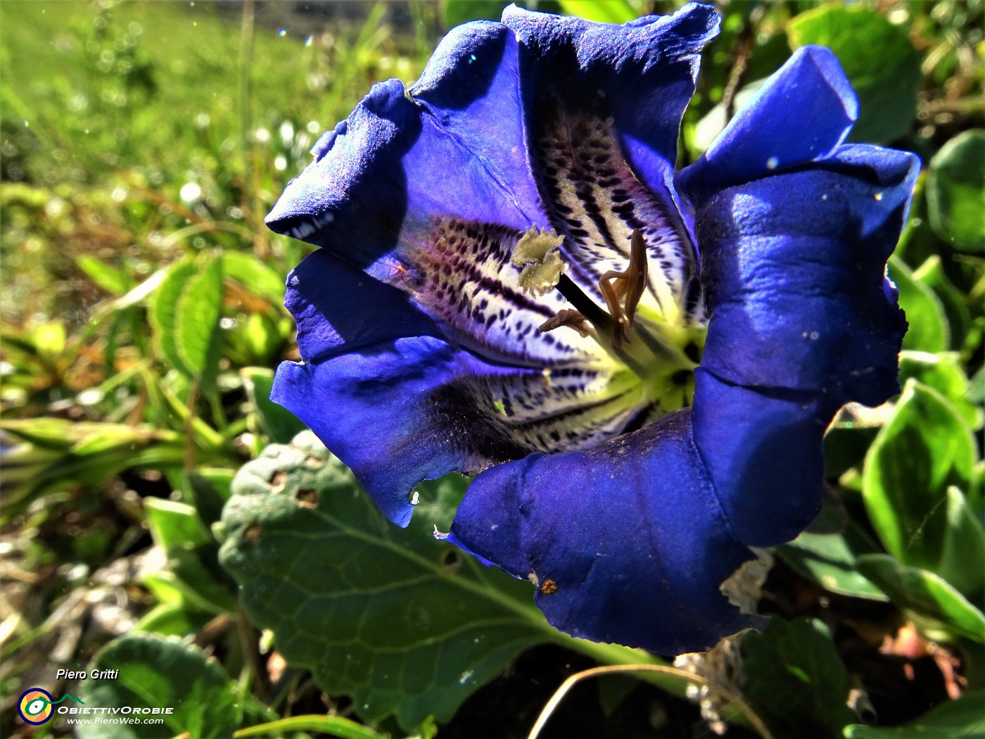 35 Genziana di Clusius (Gentiana clusii).JPG